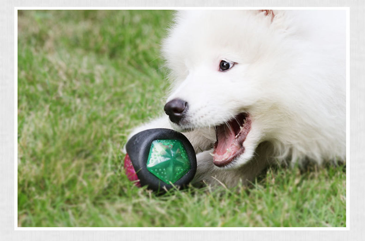 Premium Canine Play Ball